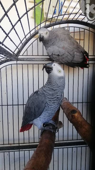 زوج كاسكو جاهز