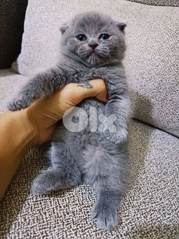 30 days old scottish fold 3