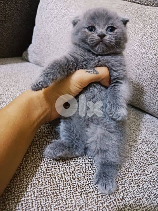 30 days old scottish fold 4
