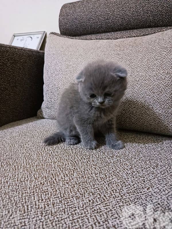 30 days old scottish fold 5