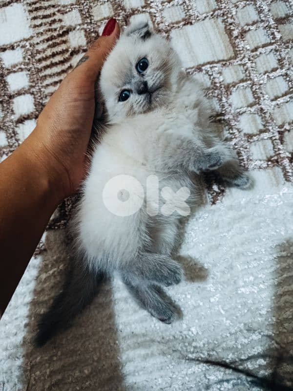 30 days old scottish fold 6
