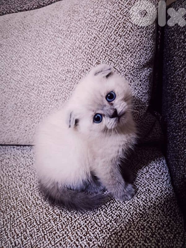 30 days old scottish fold 7