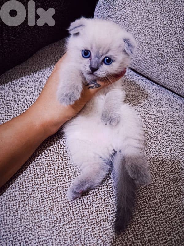30 days old scottish fold 8