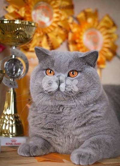 british blue  70485808