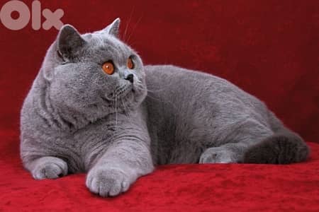 british blue pure 70485808