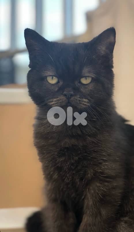 scottish & british 1