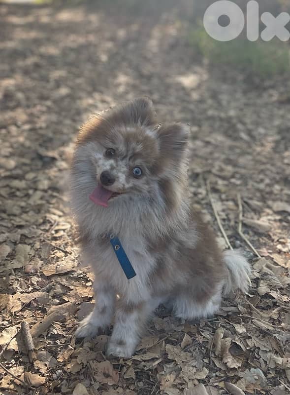 pomeranian husky ( pomsky) 0