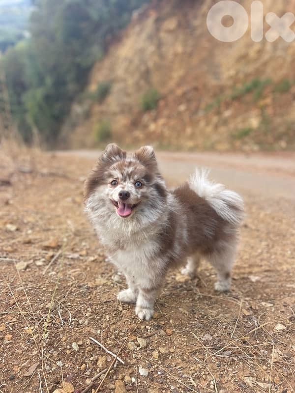 pomeranian husky ( pomsky) 1