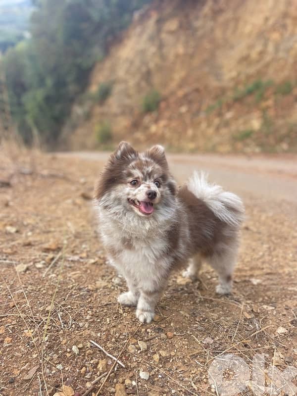 pomeranian husky ( pomsky) 2