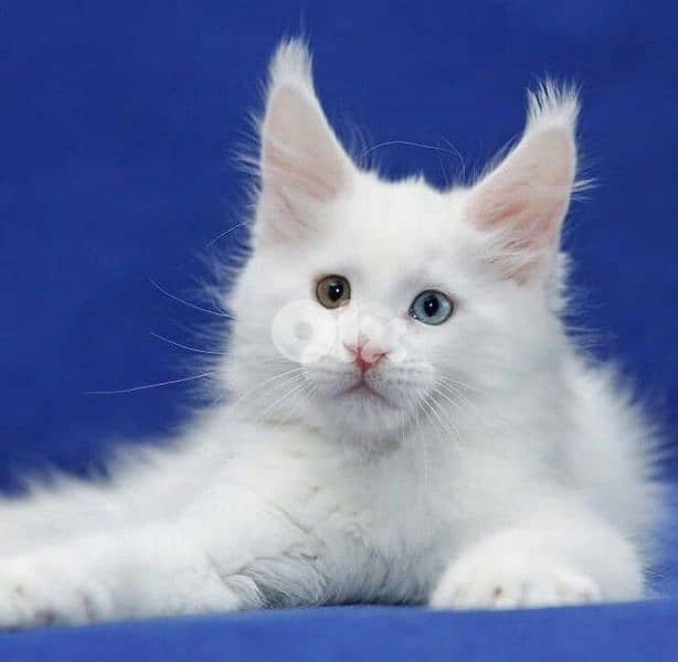 Rare Maine Coon Kitten/ cat قطط 0