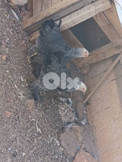 brahma light. . geant size. 17 7abbe.