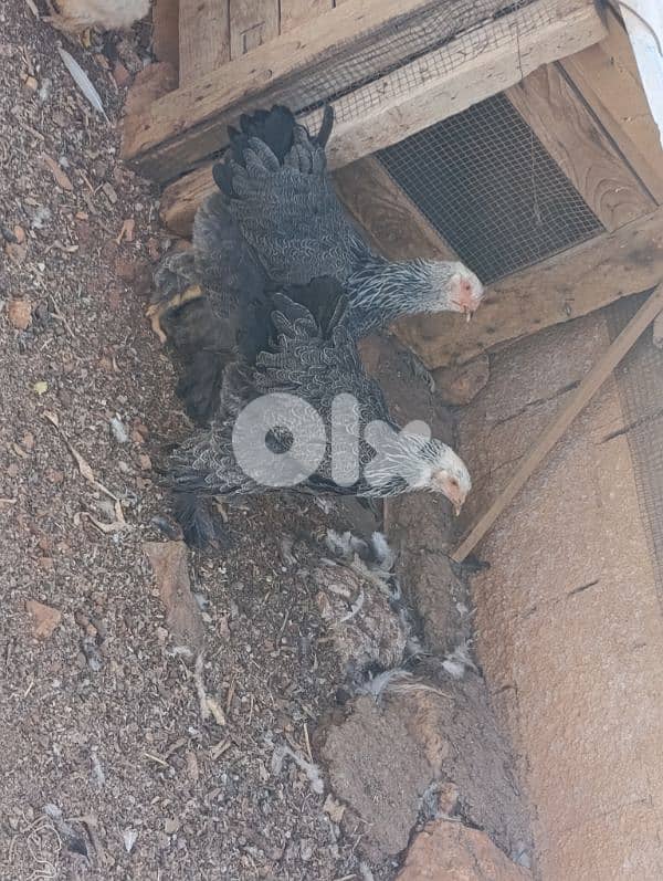 brahma light. . geant size. 17 7abbe. 0