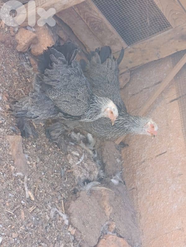 brahma light. . geant size. 17 7abbe. 1