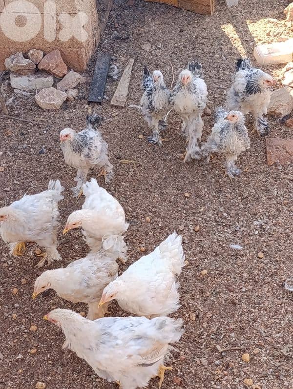 brahma light. . geant size. 17 7abbe. 2