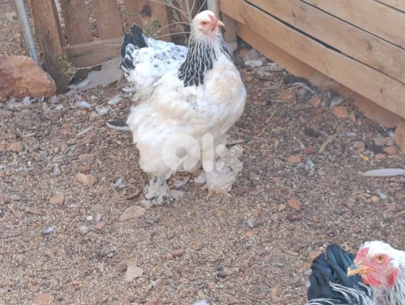 brahma light. . geant size. 17 7abbe. 5