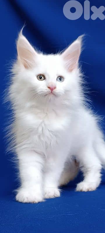 Special & Rare Maine Coon Kitten in store/ cat قطط 0