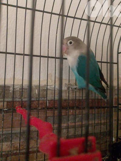 fiesher blue silver face