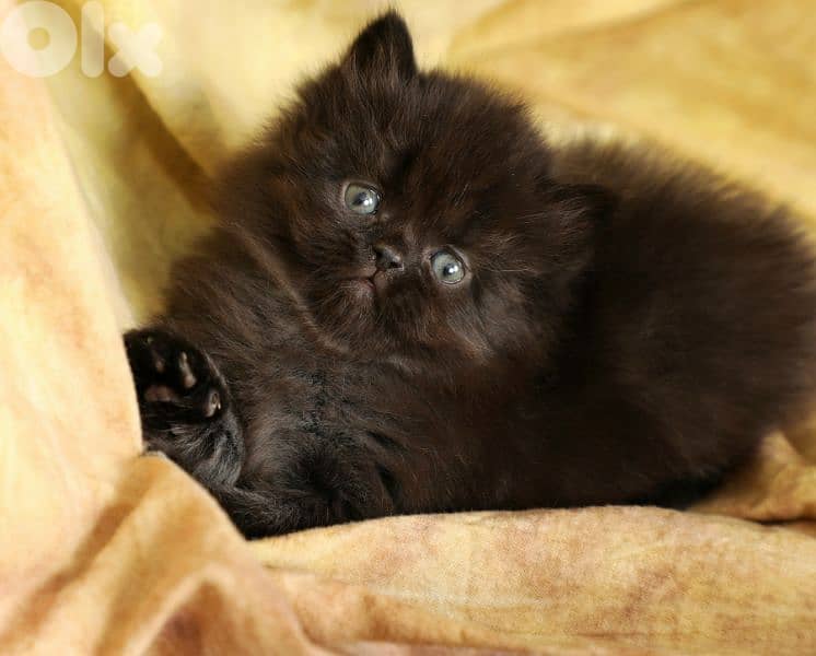 Rare chocolate brown Persian kitten/ cat قطط 0