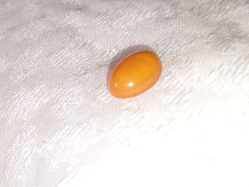 حص كهرمان بولوني  بلطيقي حر 0