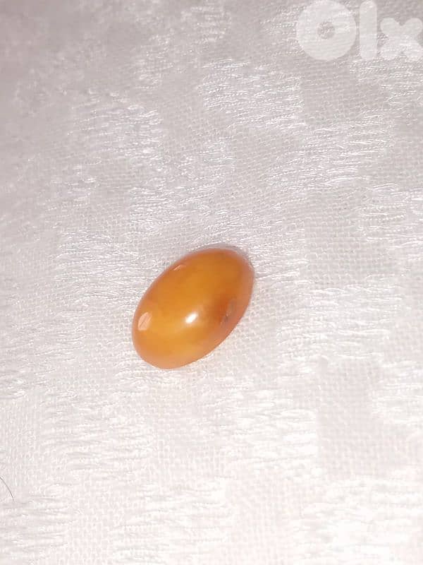 حص كهرمان بولوني  بلطيقي حر 2