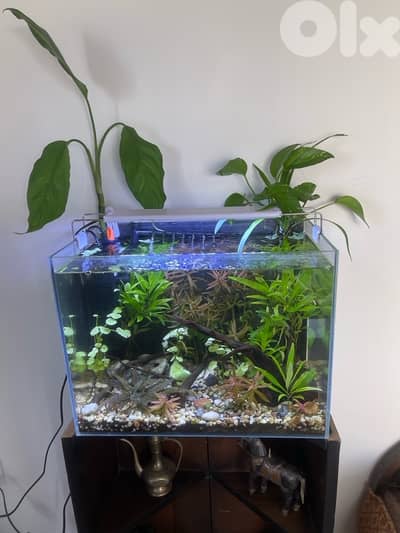 planted aquarium