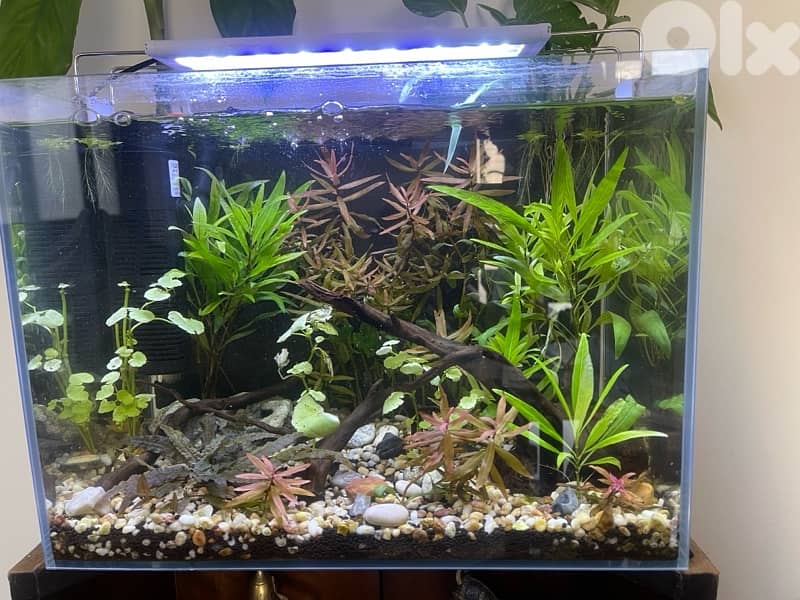 planted aquarium 2