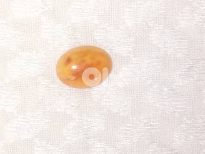 كهرمان  بلطيقي بولوني حر