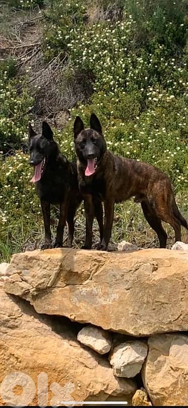 Pure Deutsch Malinois Puppies