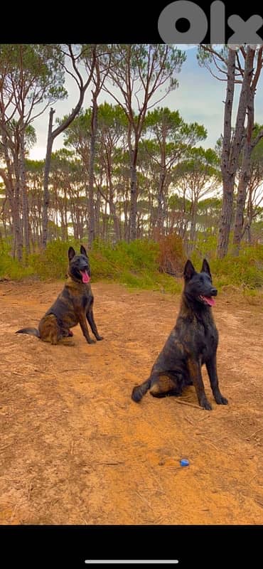 Pure Deutsch Malinois Puppies 1
