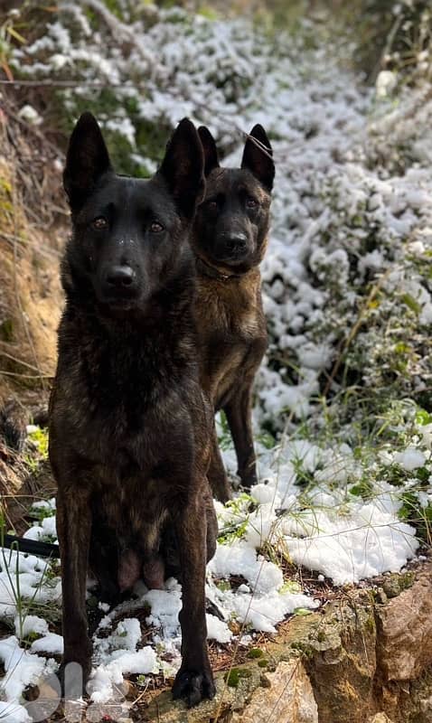 Pure Deutsch Malinois Puppies 2
