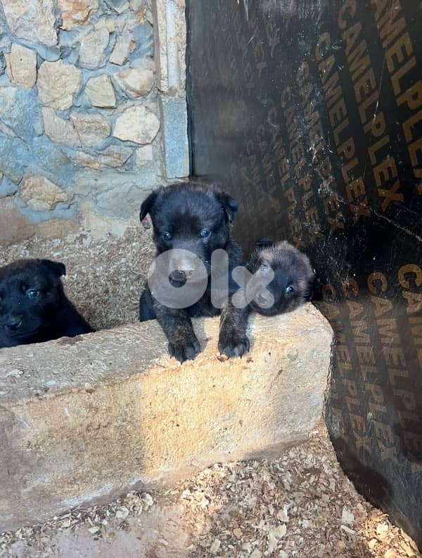 Pure Deutsch Malinois Puppies 4