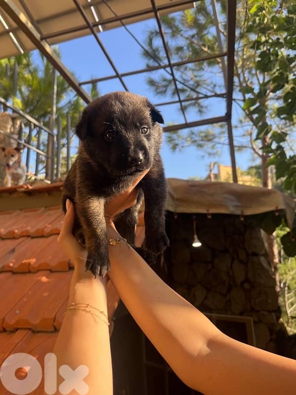 Pure Deutsch Malinois Puppies 5