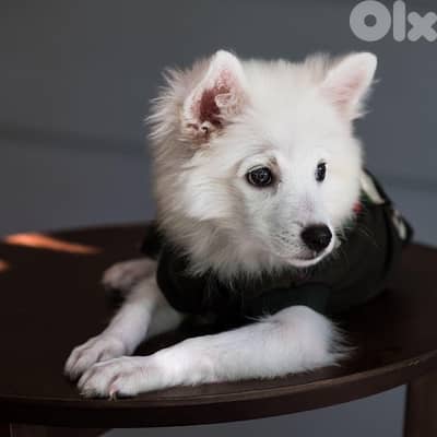 Tyre- South. Looking for a loving home to FOSTER my dog - temporarily