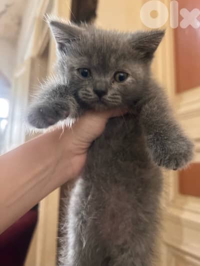 2 British Kittens Pure