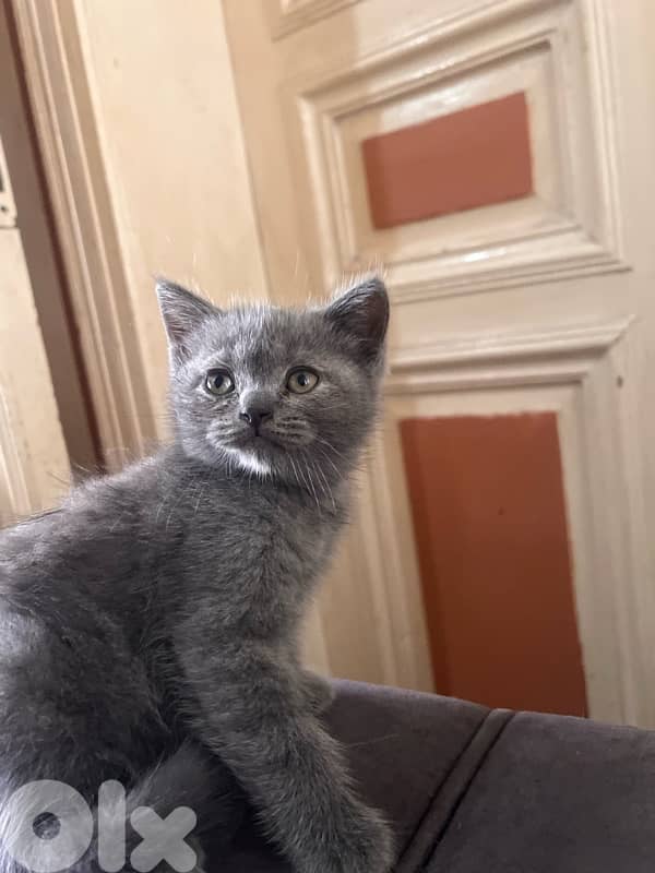 2 British Kittens Pure 1