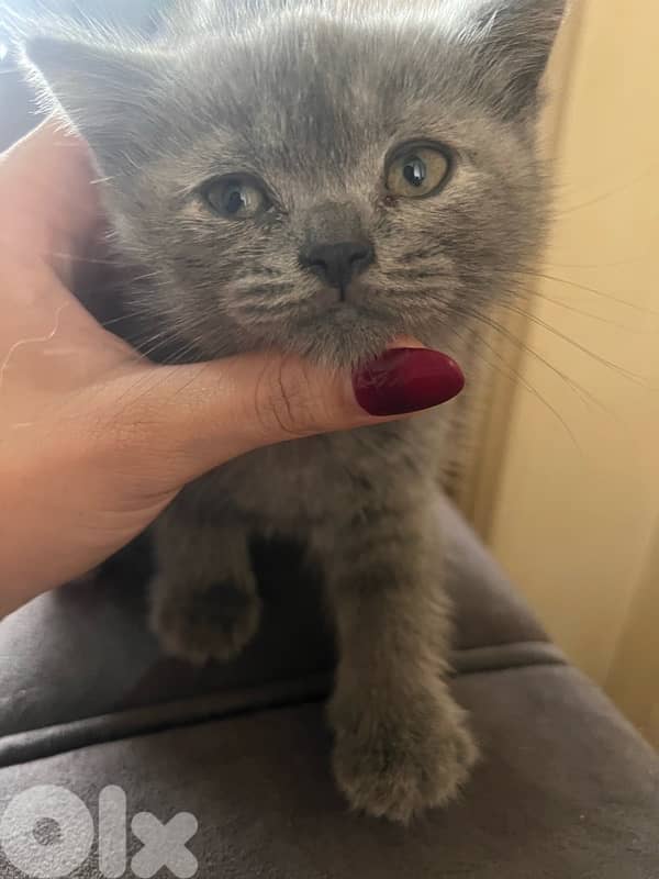 2 British Kittens Pure 3