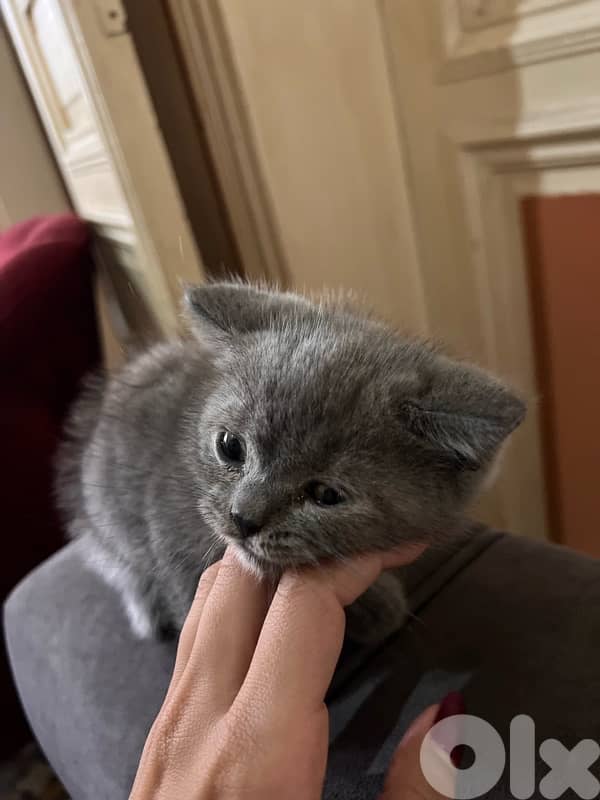 2 British Kittens Pure 4