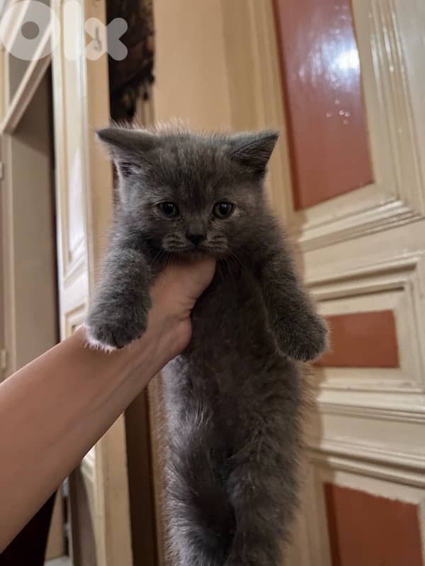 2 British Kittens Pure 5