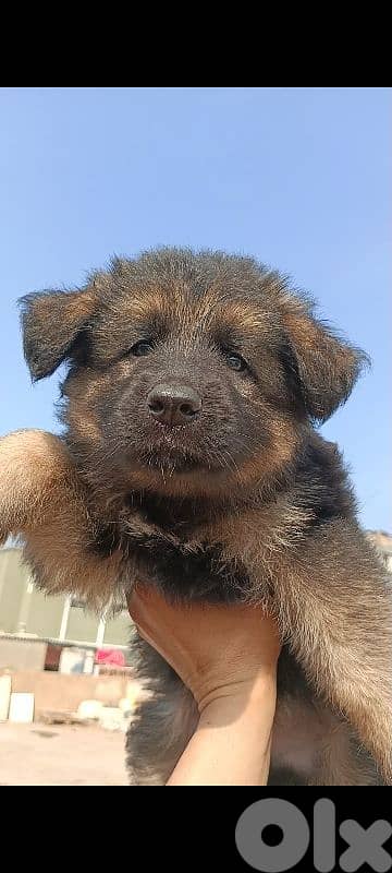 German shepherd full black german shepherd 0