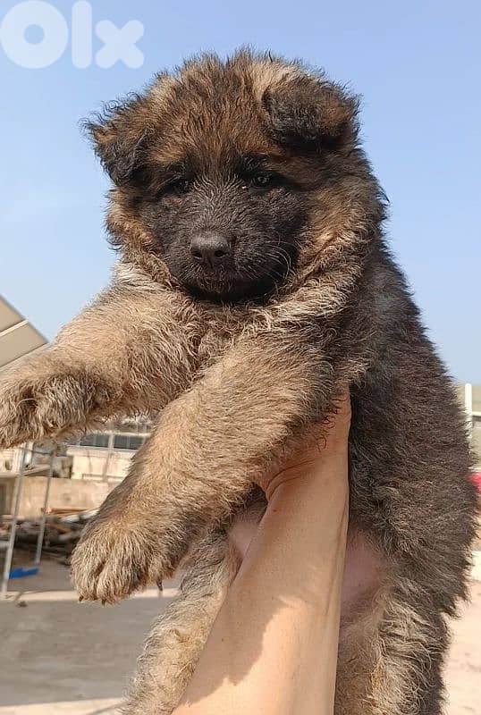 German shepherd full black german shepherd 1