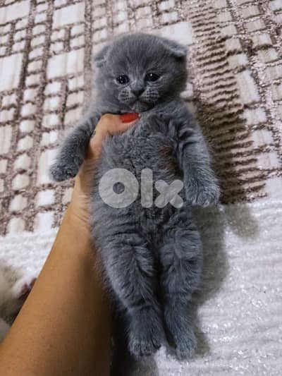 grey ,white ,offwhite scottish kittens