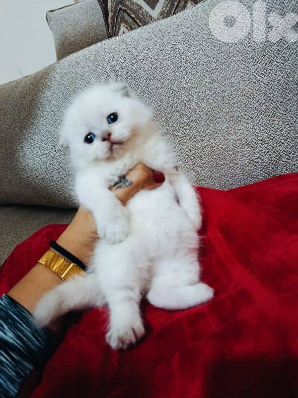 grey ,white ,offwhite scottish kittens 4