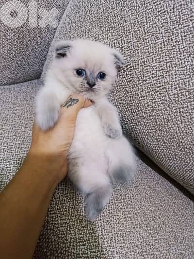 offwhite scottish kitten