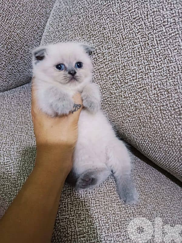 grey ,white ,offwhite scottish kittens 6