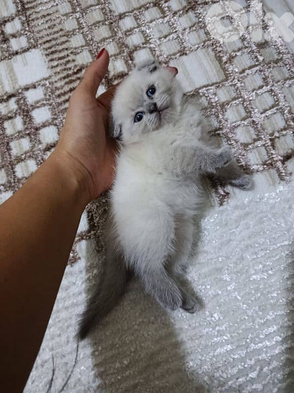 grey ,white ,offwhite scottish kittens 7