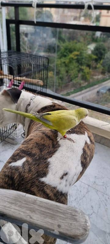 Quaker 2 years old for sale