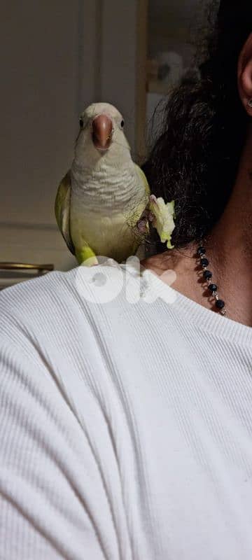 Quaker 2 years old for sale 1