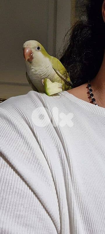 Quaker 2 years old for sale 2