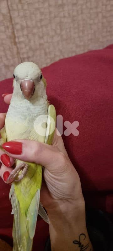 Quaker 2 years old for sale 3