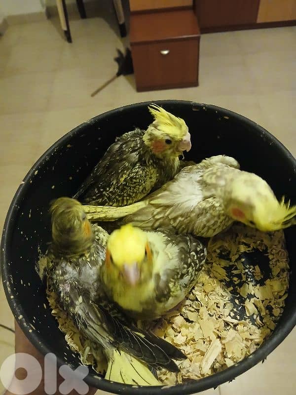 فراخ كروان 0